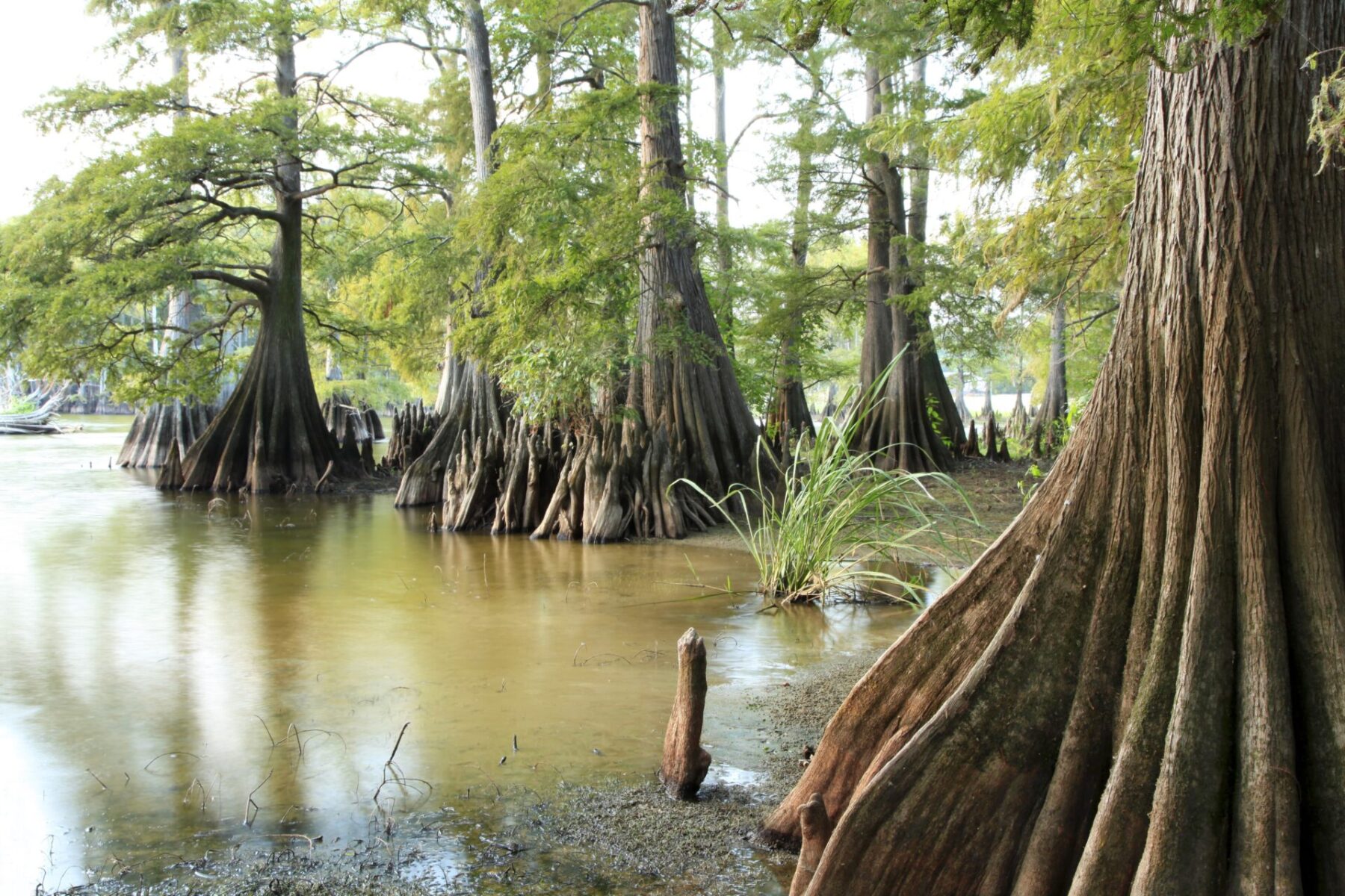 Bald Cypress (Taxodium disitichum)